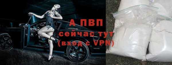 сатива Беломорск